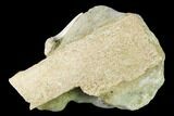 Fossil Mako Shark (Isurus) Tooth On Sandstone - Bakersfield, CA #144452-2